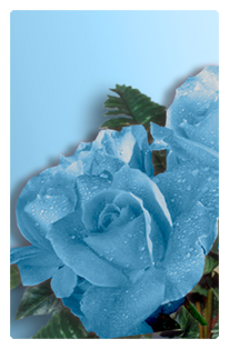 DF35T 061 Bouquet Of Roses Blue